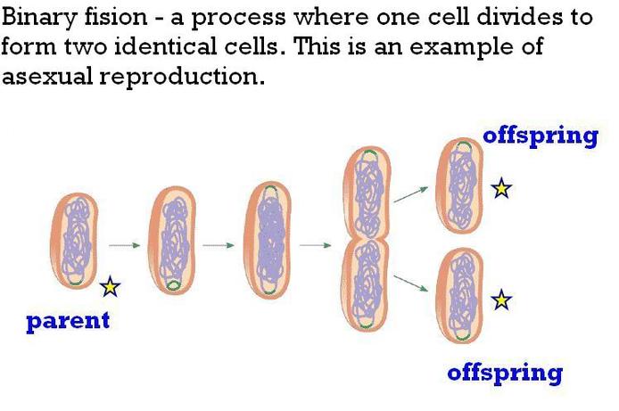 How do bacteria replicate?