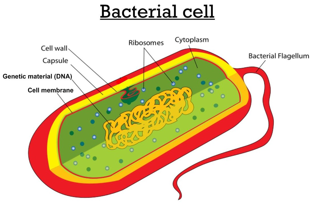 unicellular bacteria
