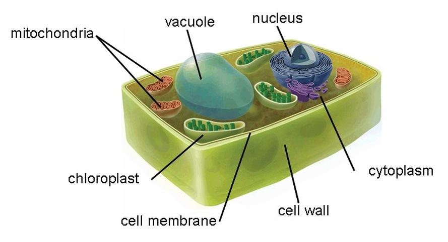 plant cell and animal cell project ideas