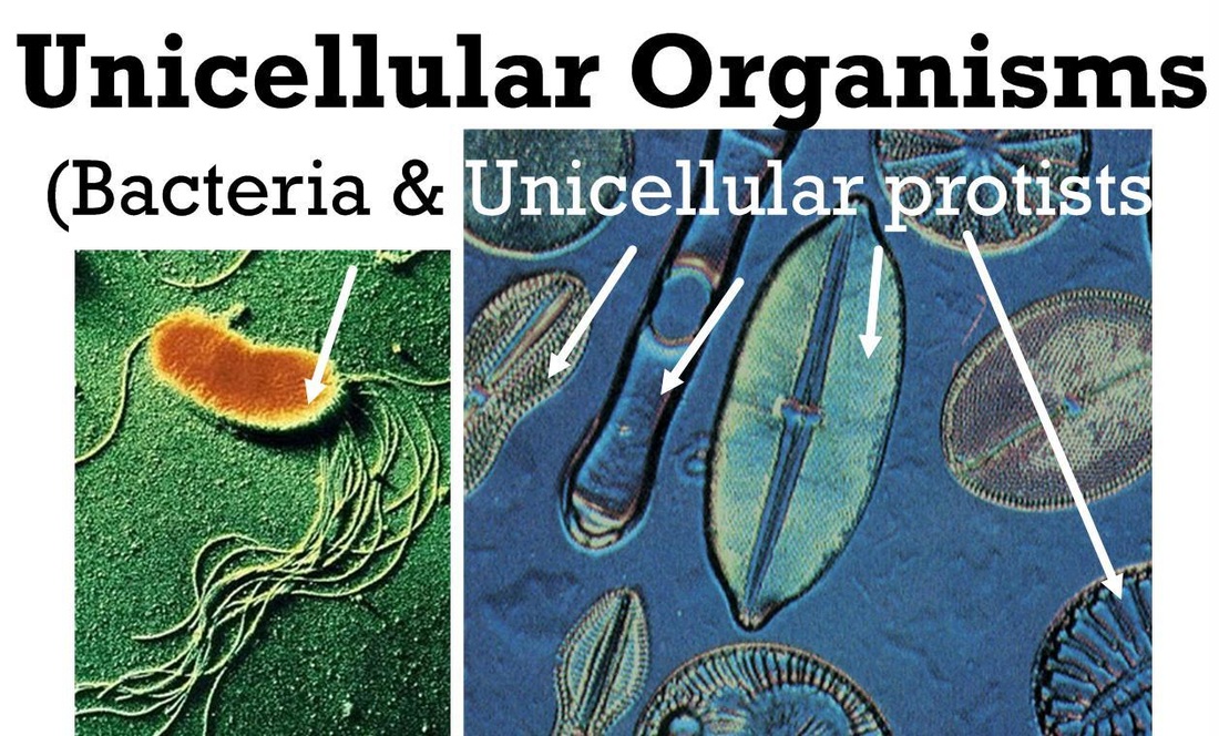 Unicellular organisms - Rumney Marsh Academy Science Revere, Massachusetts