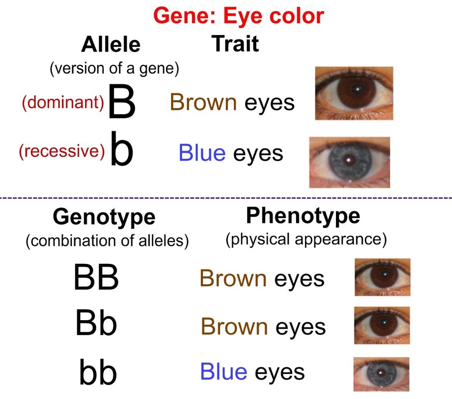 eye color genetics chart eye colors - sandwalk the genetics of eye ...